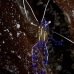 shrimp_cleaner_pederson_dome_nwp_v_0097_tci2046.jpg